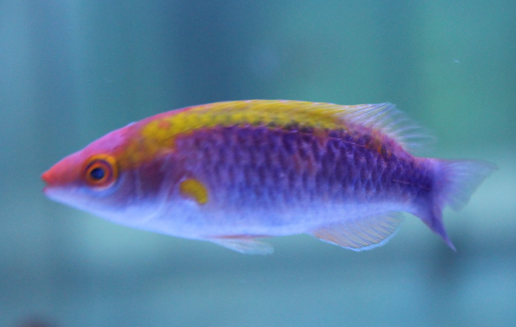 Lubbock wrasse - Cirrhilabrus lubbocki