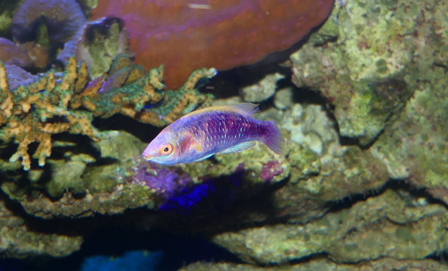 Lubbock's Fairywrasse (Cirrhilabrus lubbocki) - Dolphin Discovery Centre, Bunbury