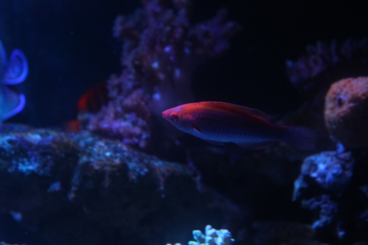 Lubbock's wrasse (Cirrhilabrus lubbocki)