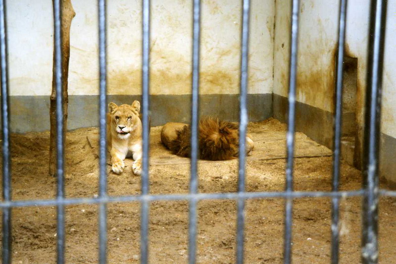 Lübeck 1994 - Lions