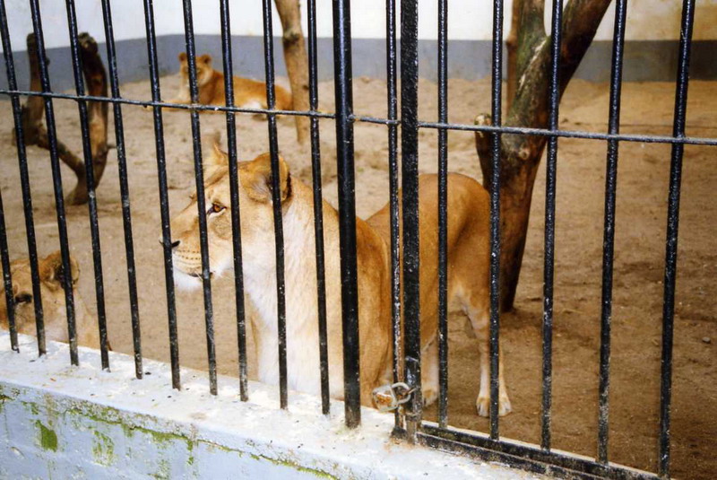 Lübeck 1994 - Lions