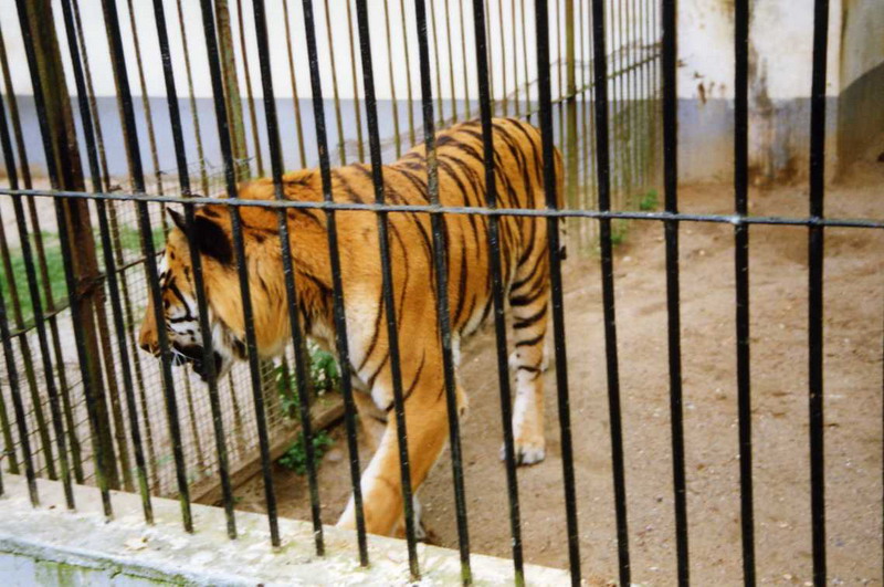 Lübeck 1994 - Tiger