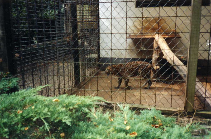 Lübeck 1997 - Leopard