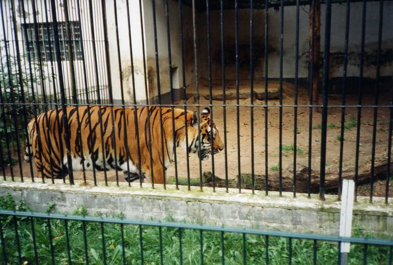 Lübeck 1997 - Tiger