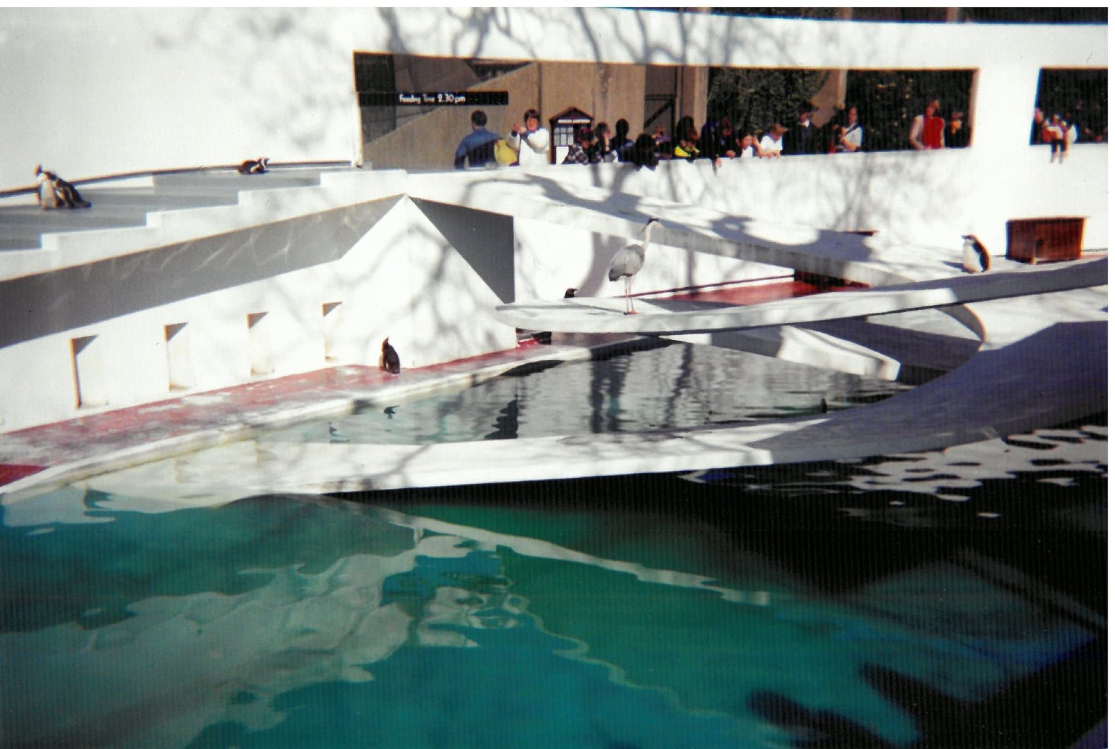 Lubetkin pool in use - Scanned pic early 90's