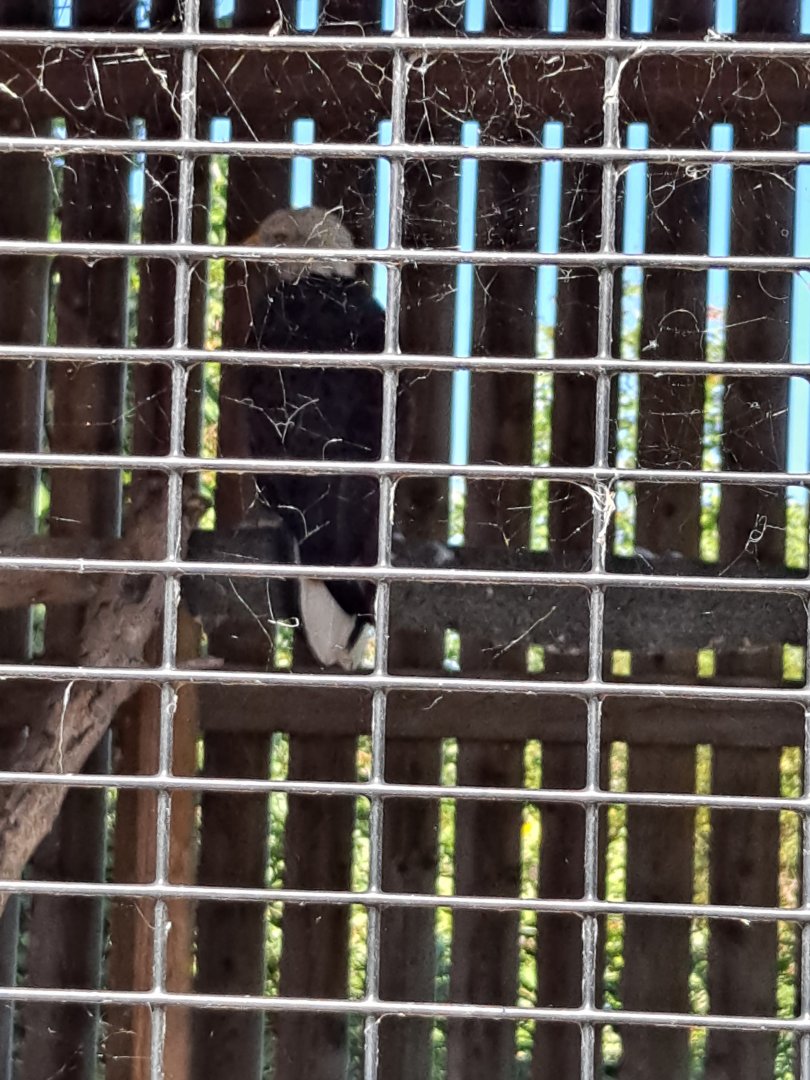 Luc the Bald Eagle (Lake Erie Metropark, Wayne County, MI, 9/21/24)
