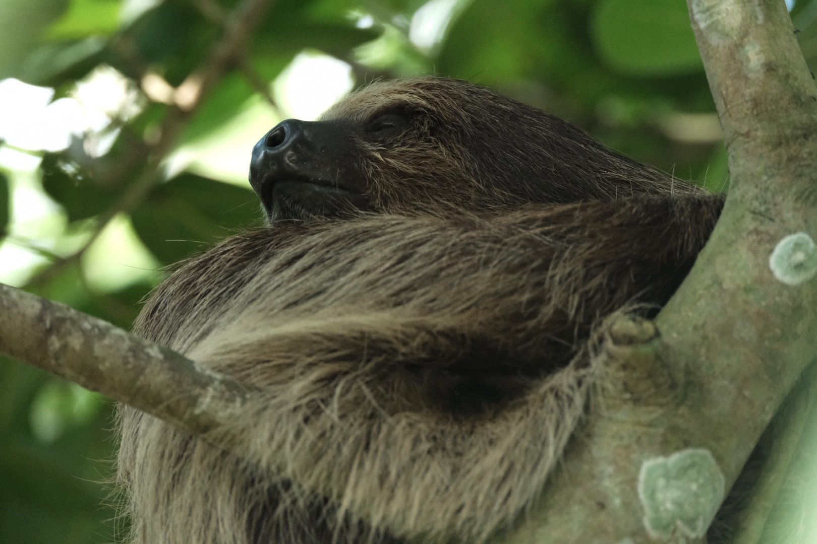 Luca - Linnaeus's Two-toed Sloth (Choloepus didactylus)