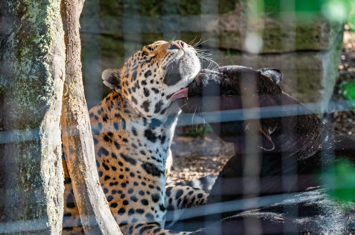 Luca the male Jaguar and Zambucca the female Black Panther