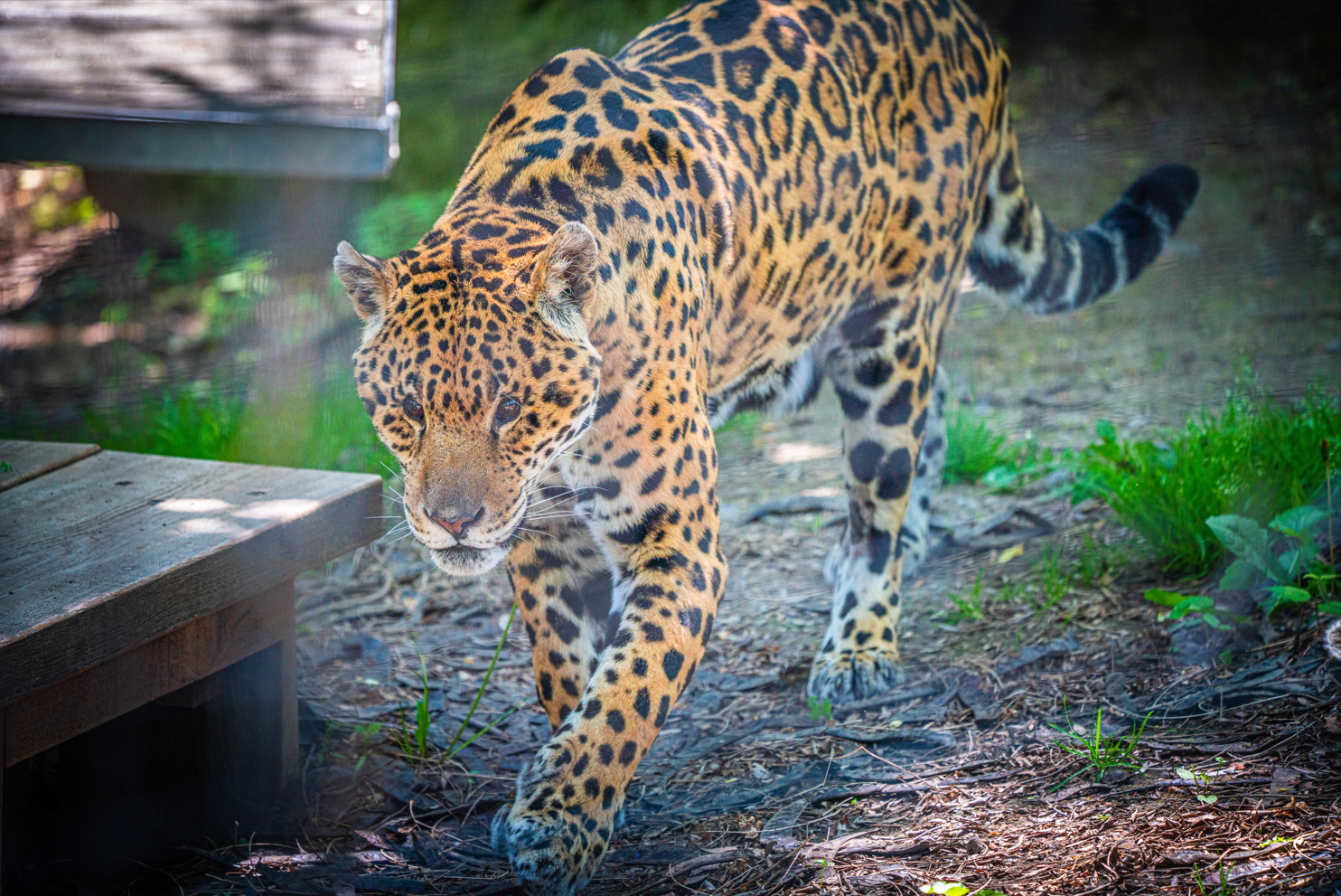 Luca the male Jaguar