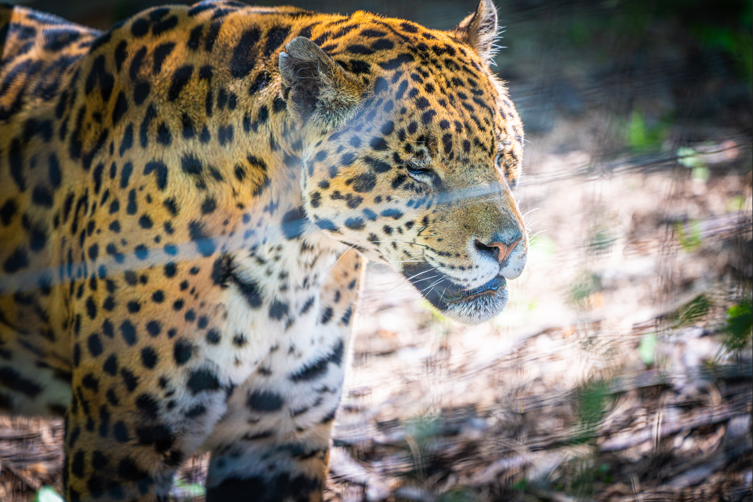 Luca the male Jaguar