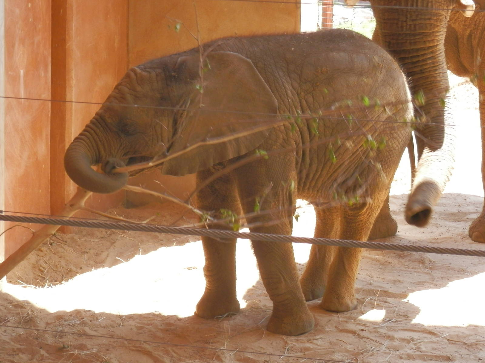 Lucas and a branch he dug out of his sand pile