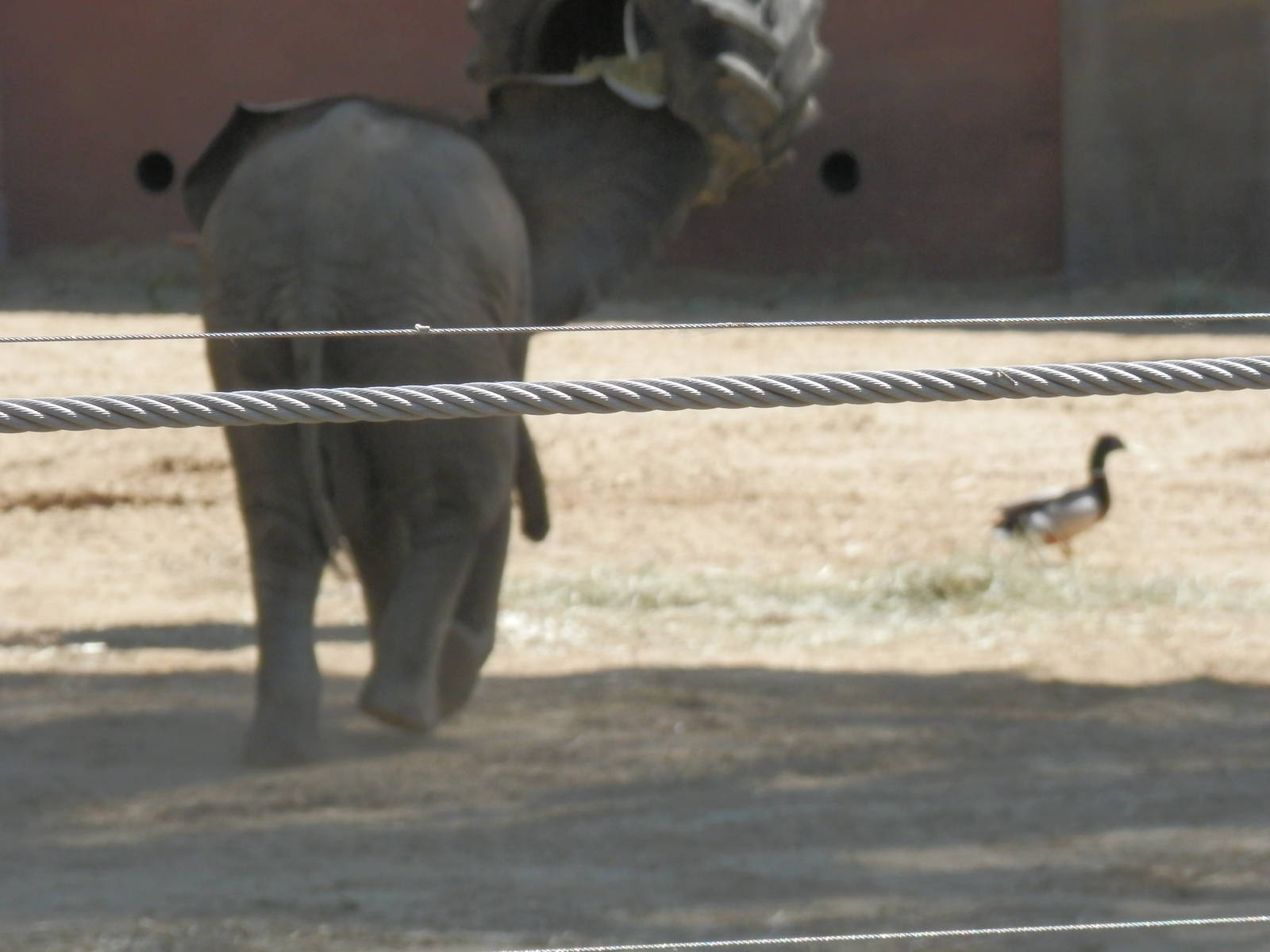 Lucas chasing his annoying neighbor