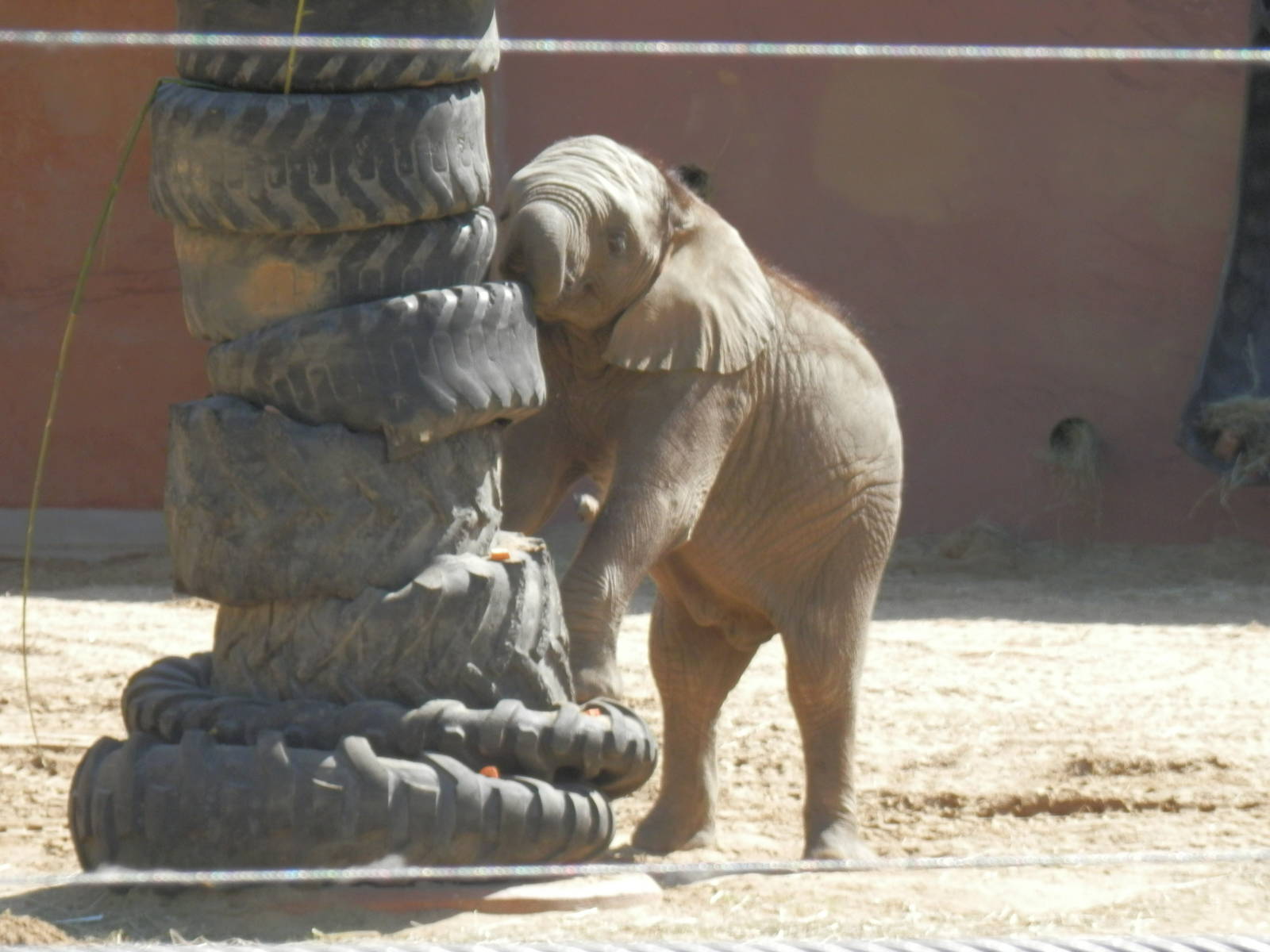 Lucas looking for more snacks