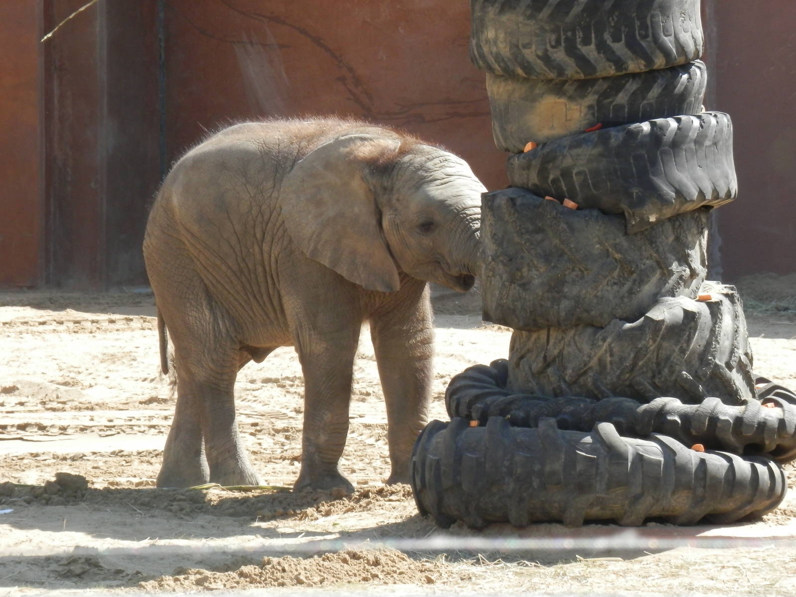 Lucas looking for snacks