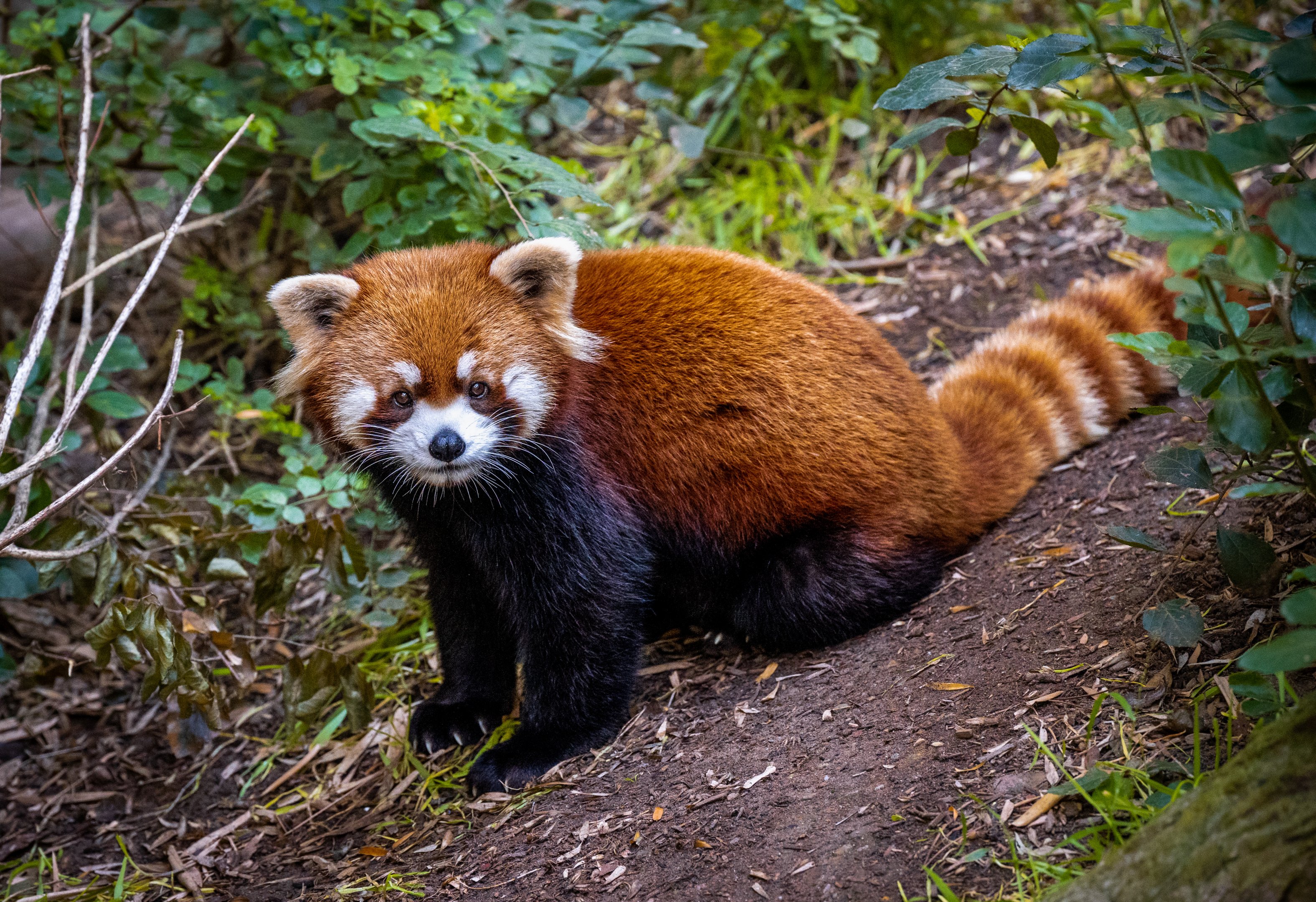 Lucas the Red Panda