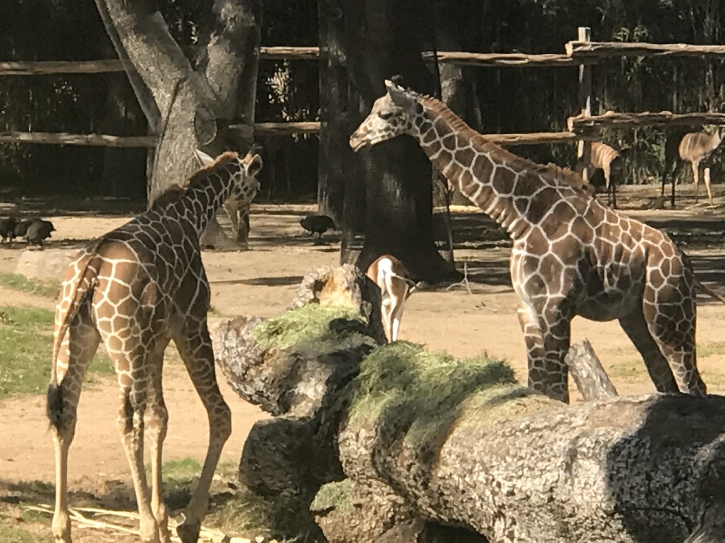 Lucchase and Jellybean the Reticulated Giraffes (Giraffa reticula)