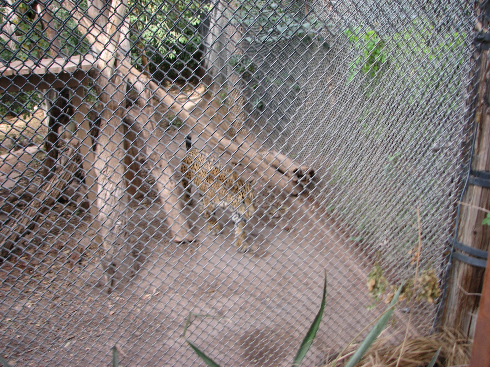 Lucero, the Sonoran jaguar