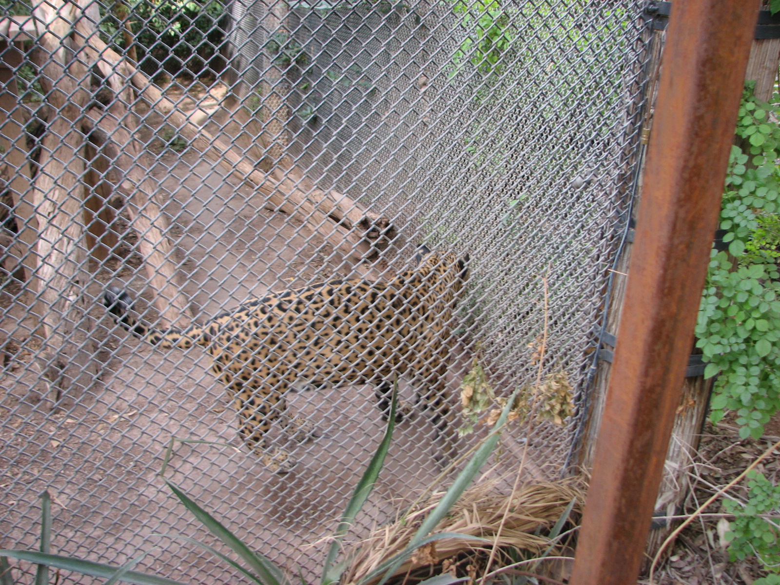 Lucero, the Sonoran jaguar