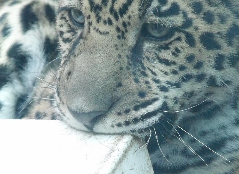 lucha jaguar cub playing