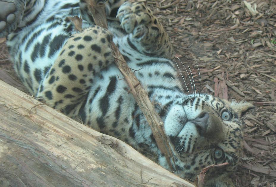 lucha jaguar cub playing