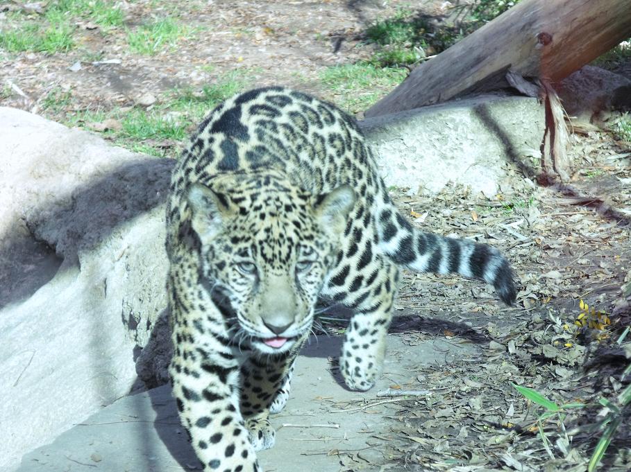 lucha jaguar cub