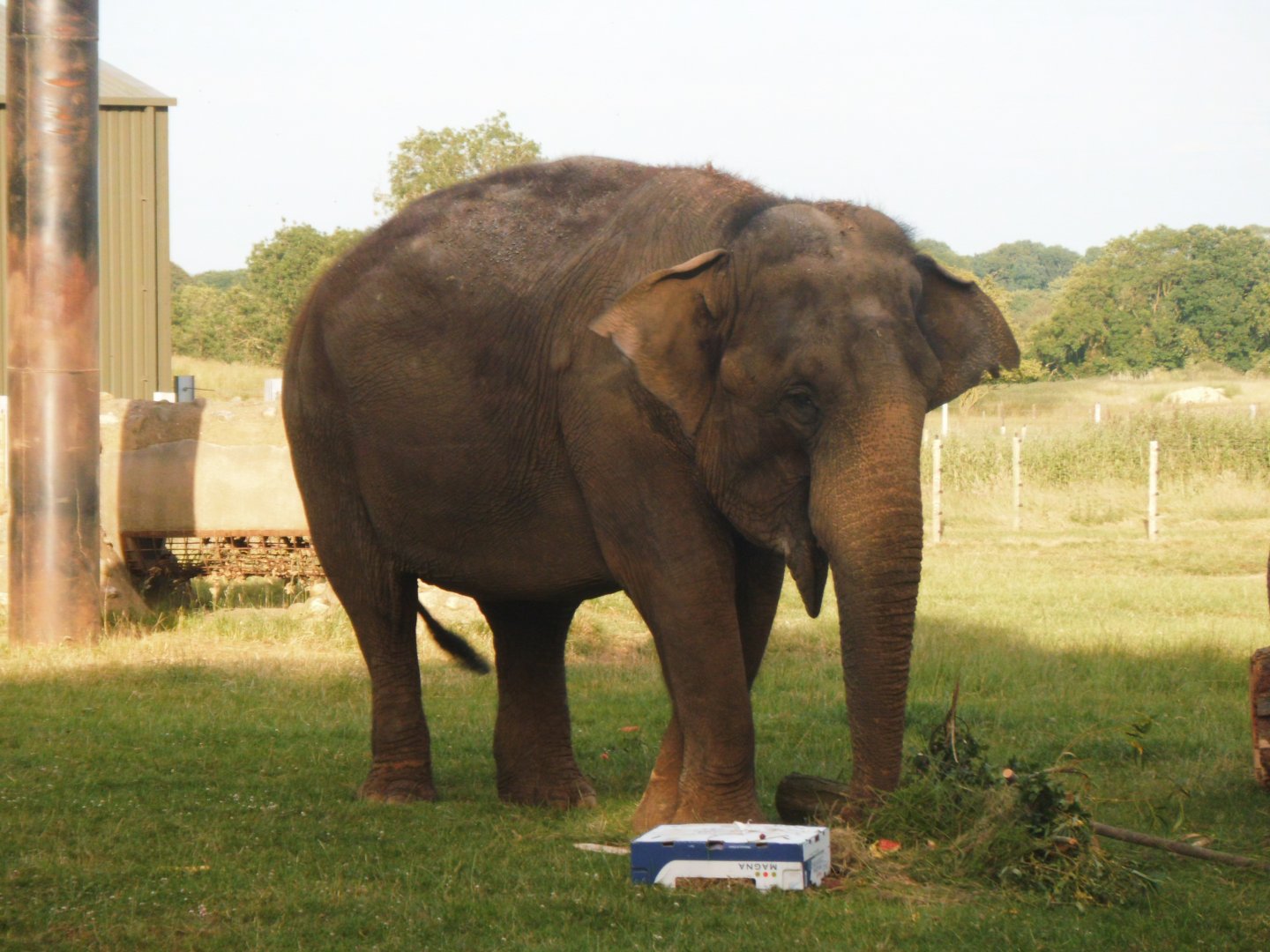Lucha the Asian Elephant