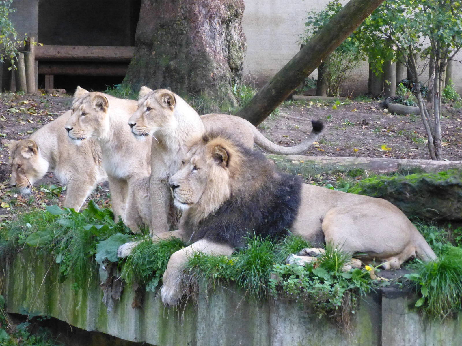 Lucifer and his Daughters