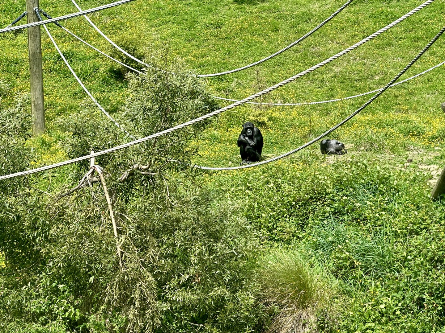 Lucifer and Lucy (Common Chimpanzee)
