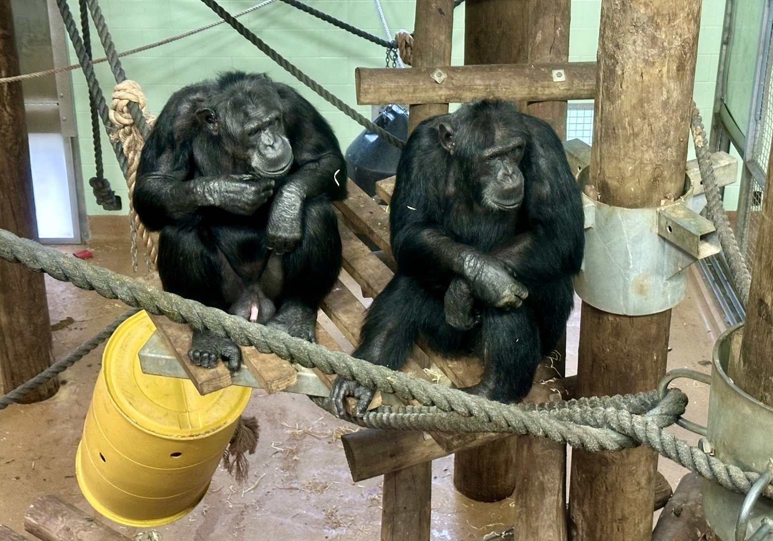 Lucifer and Luka (Common Chimpanzee)