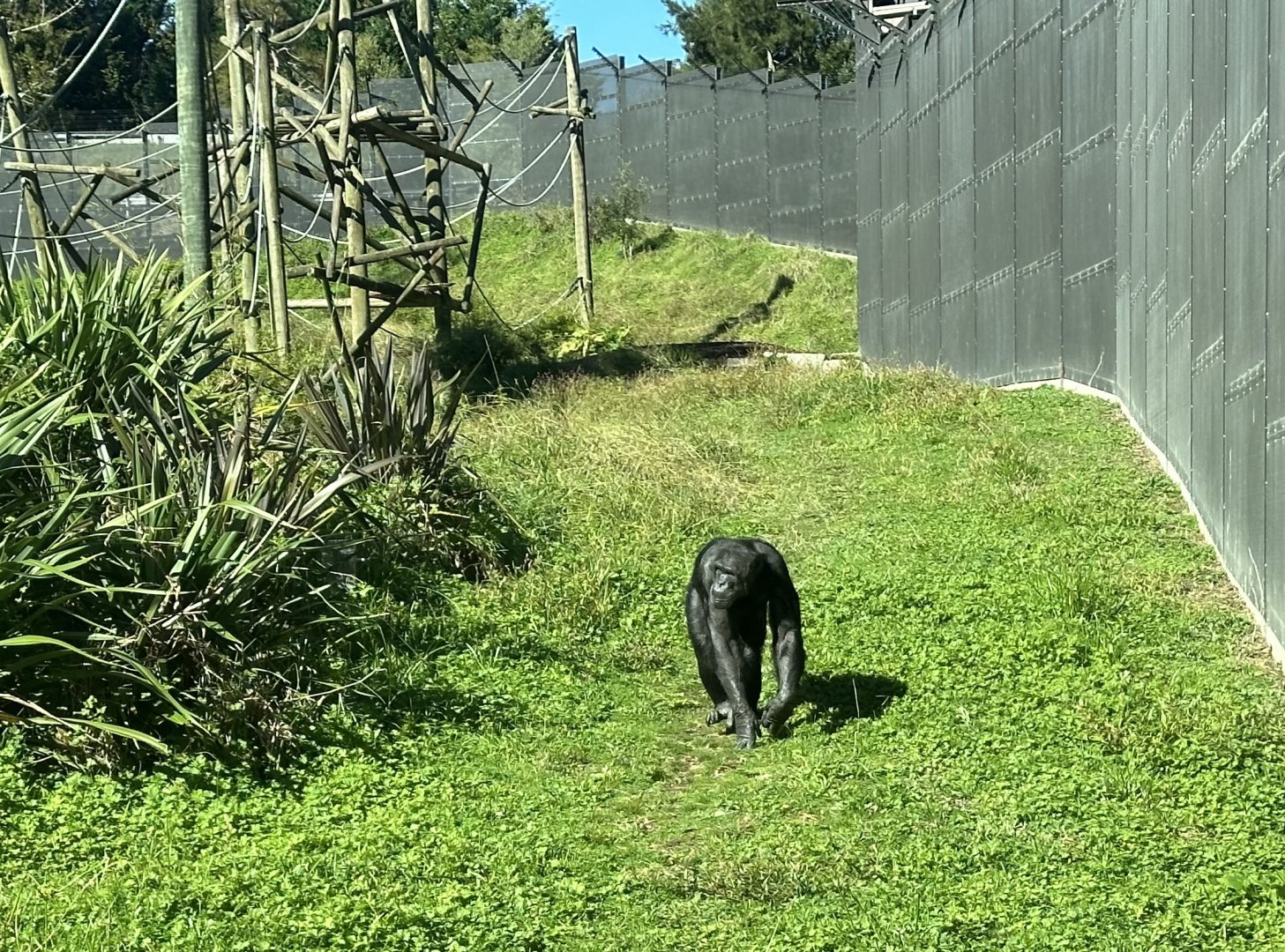 Lucifer (Common chimpanzee)