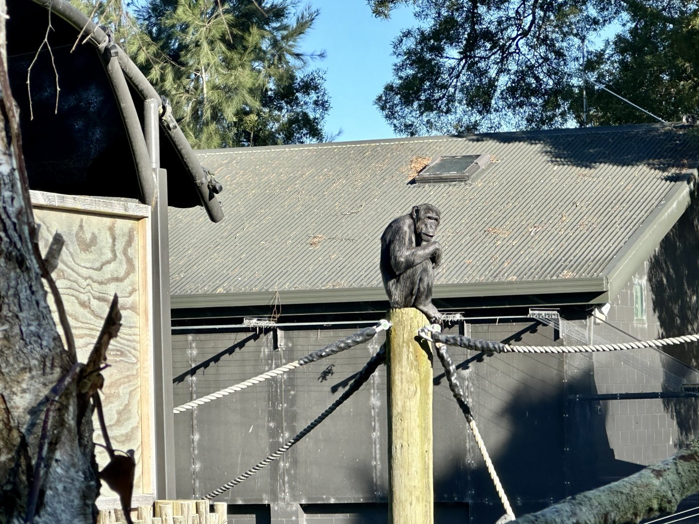 Lucifer (Common chimpanzee)