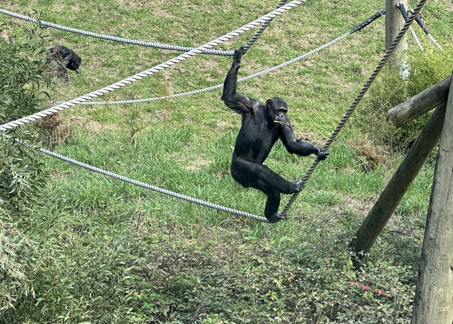 Lucifer (Common Chimpanzee)