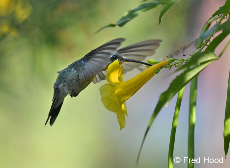 lucifer hummingbird (hummingbird aviary)