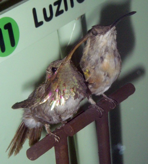 Lucifer Sheartails (Calothorax lucifer) (taxidermy)