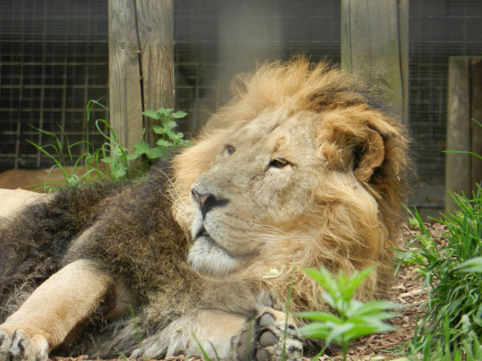 Lucifer the Asiatic Lion