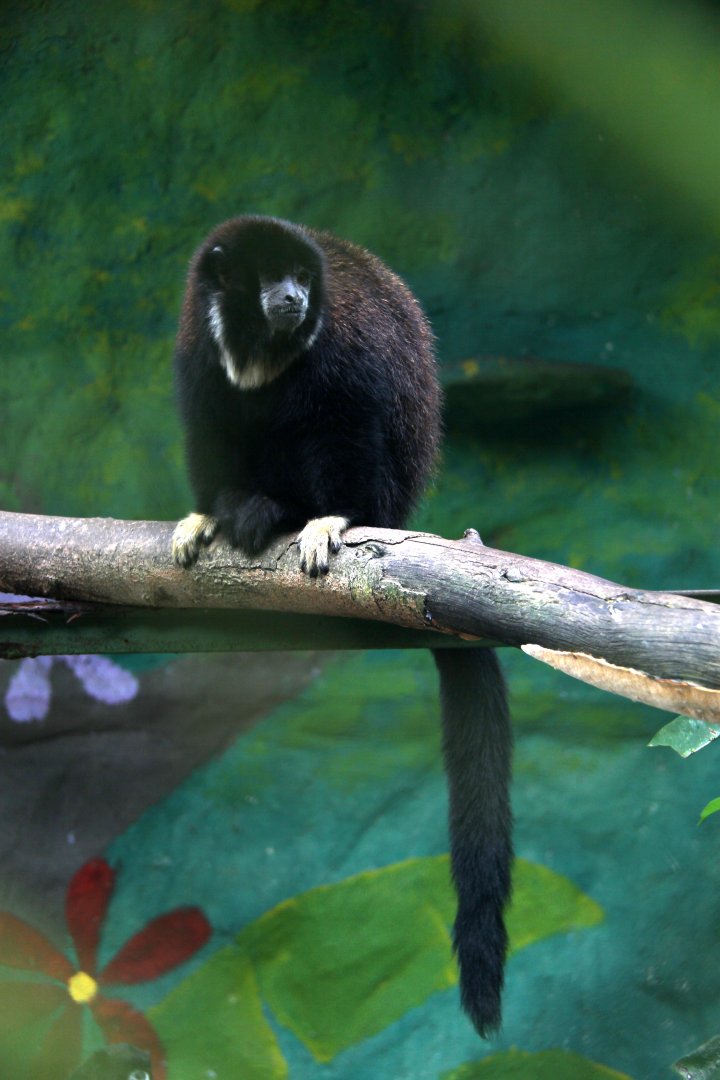 Lucifer titi (Cheracebus lucifer)