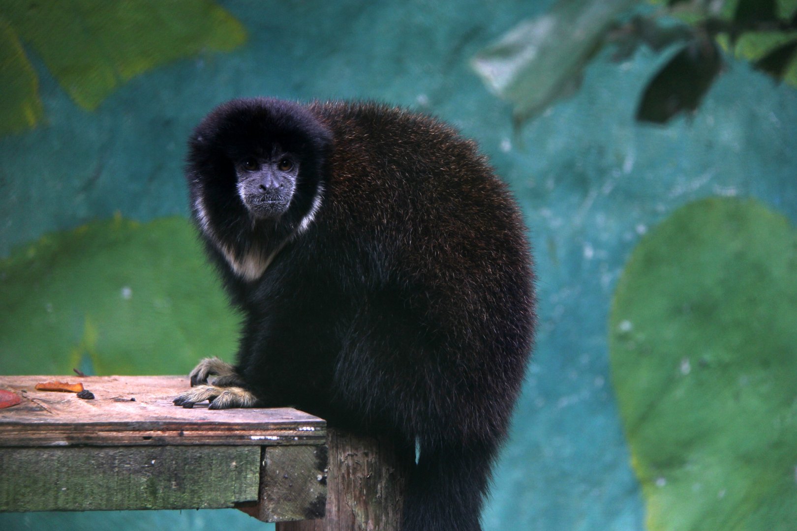 Lucifer titi (Cheracebus lucifer)