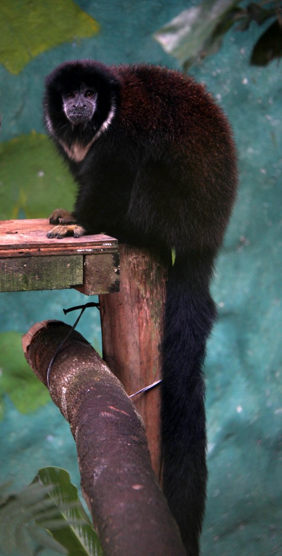 Lucifer titi (Cheracebus lucifer)