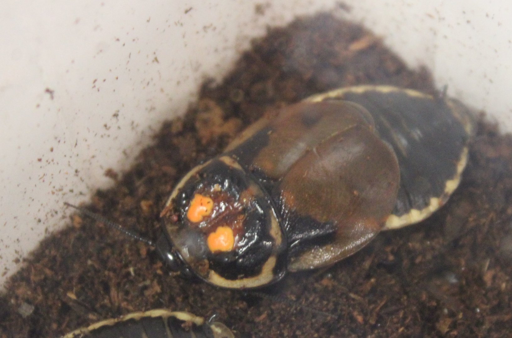 Lucihormetica verrucosa