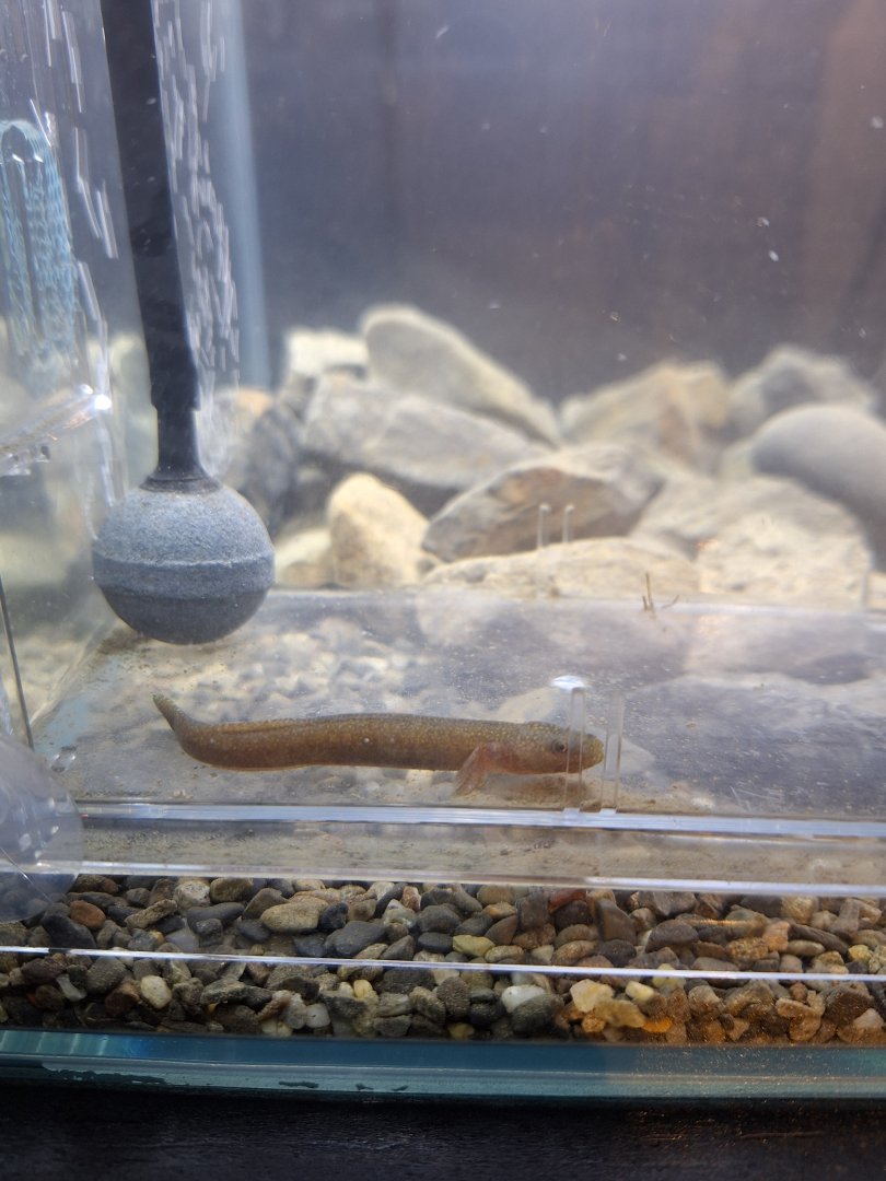 Luciogobius pallidus