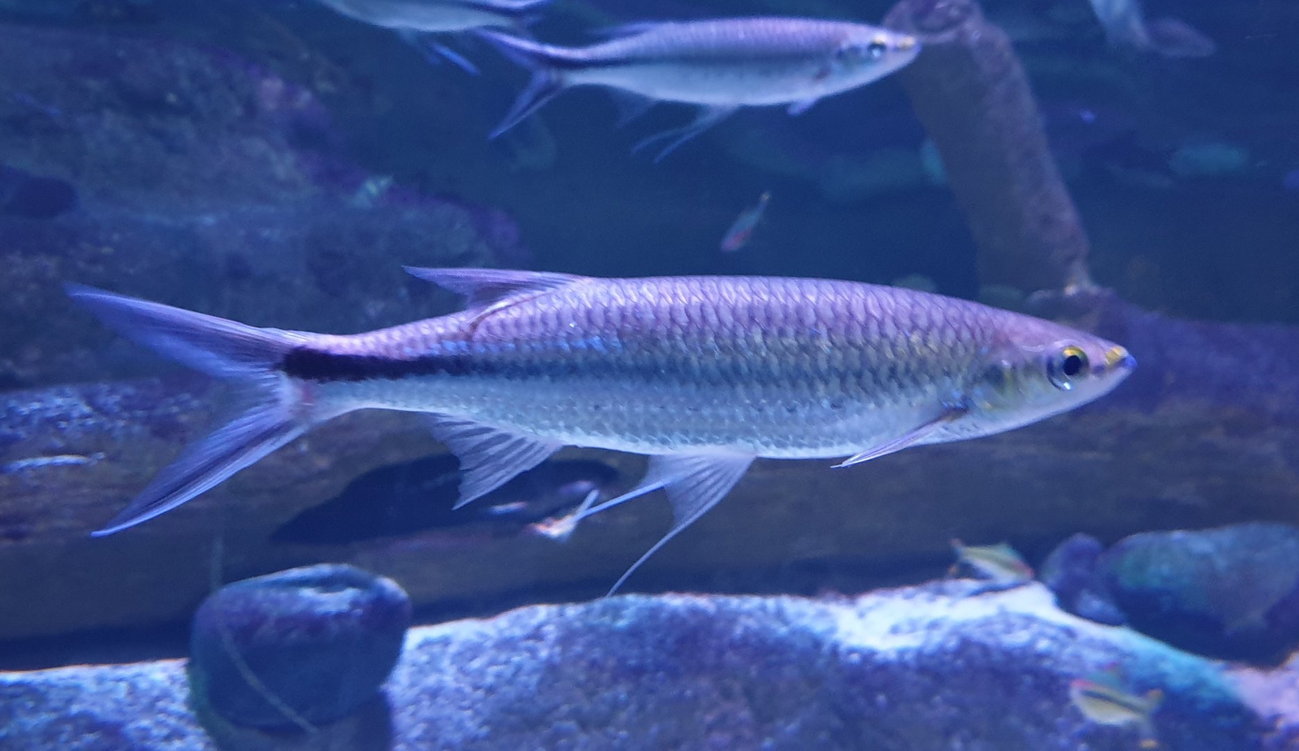 Luciosoma spilopleura