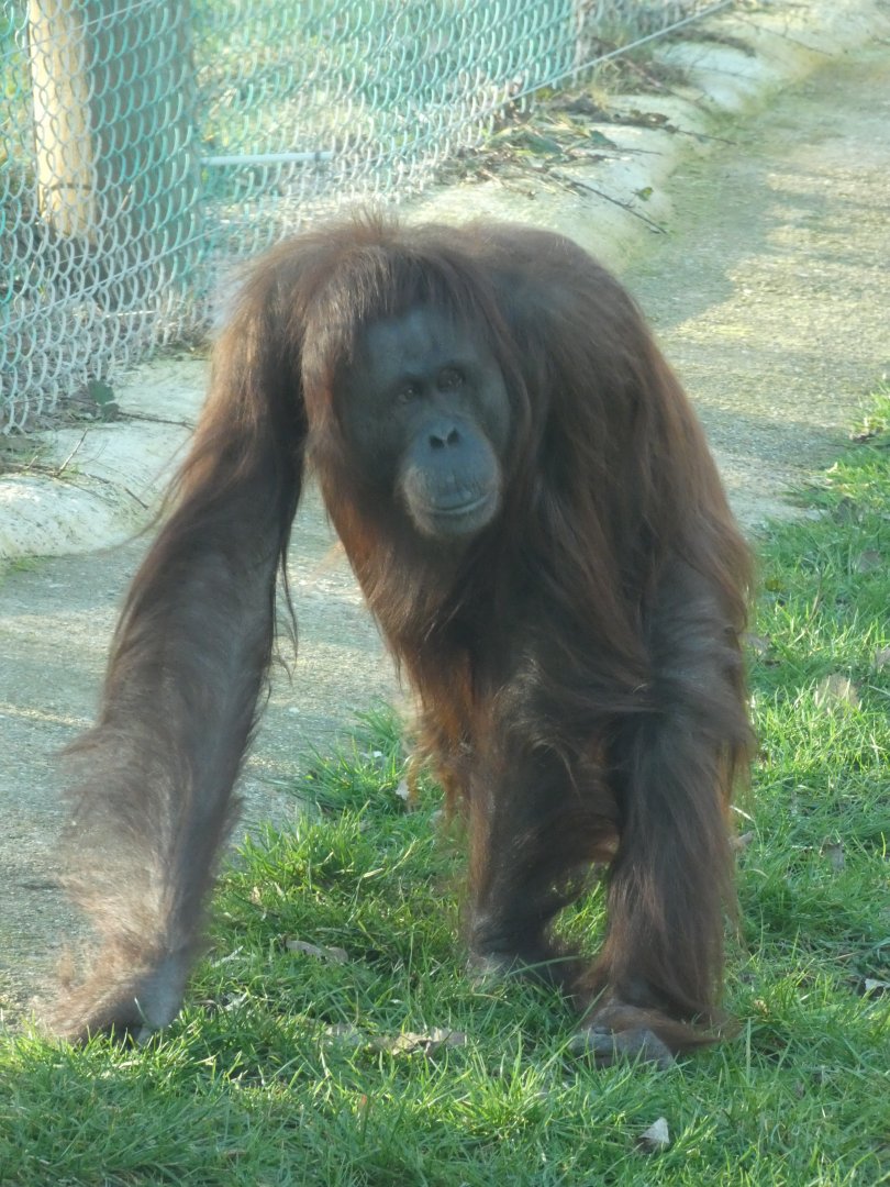 Lucky, Bornean Orang-utan