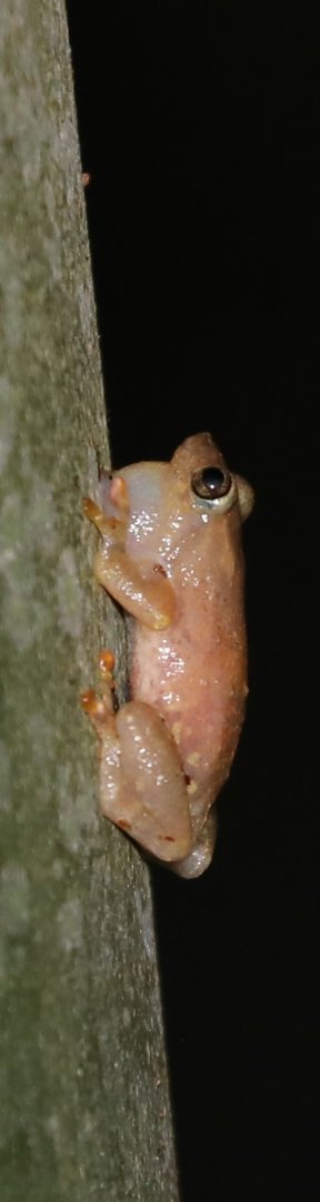 Lucky Cophyla (Cophyla fortuna)