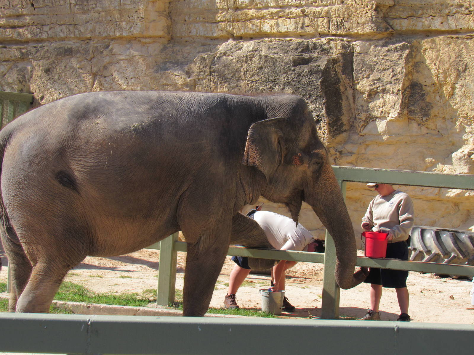 Lucky getting her nails done