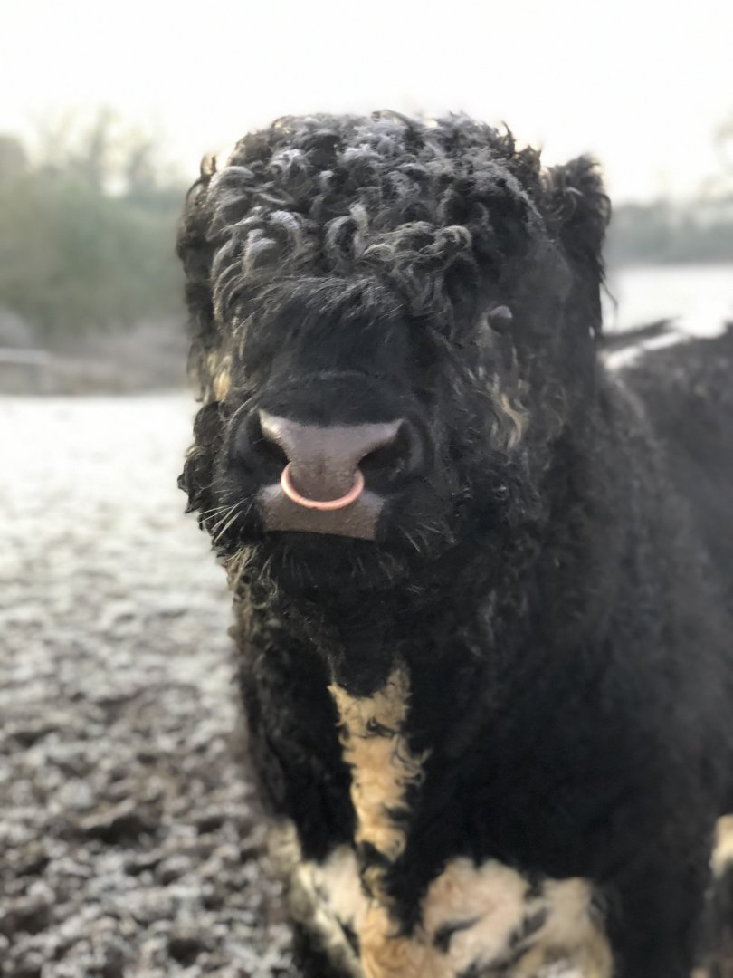 Lucky, Riggit Galloway bull