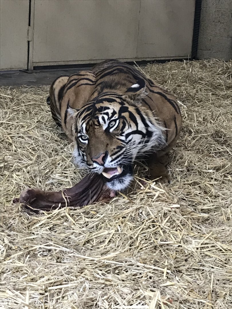 Lucu enjoying a deer leg