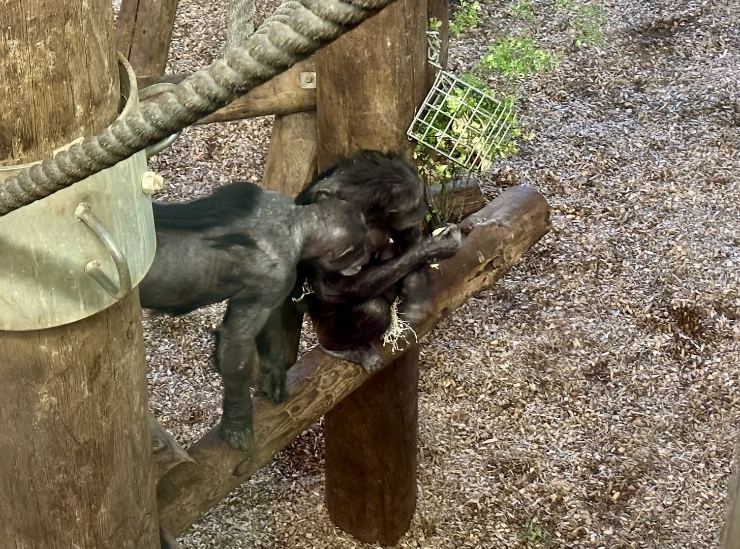 Lucy Looking at Grandaughter (Common Chimpanzee)