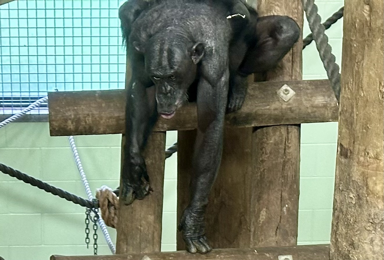 Lucy (Oldest Common Chimpanzee in Australasia)