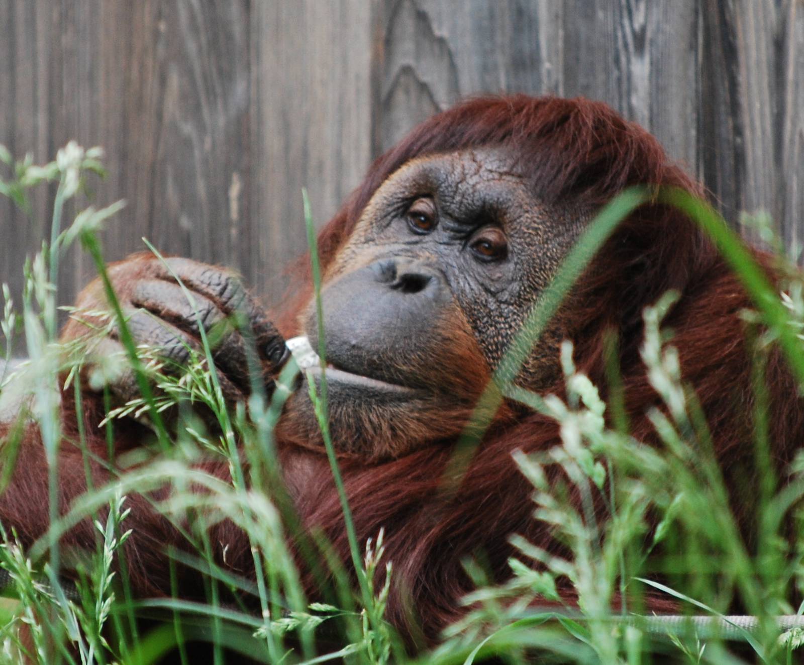 Lucy orangutan enjoying breakfast
