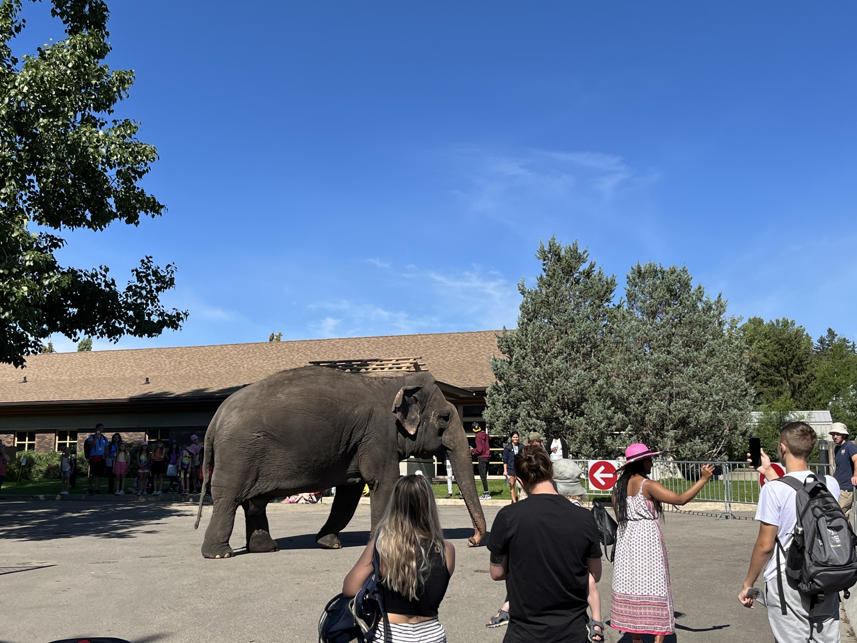 Lucy out for a stroll